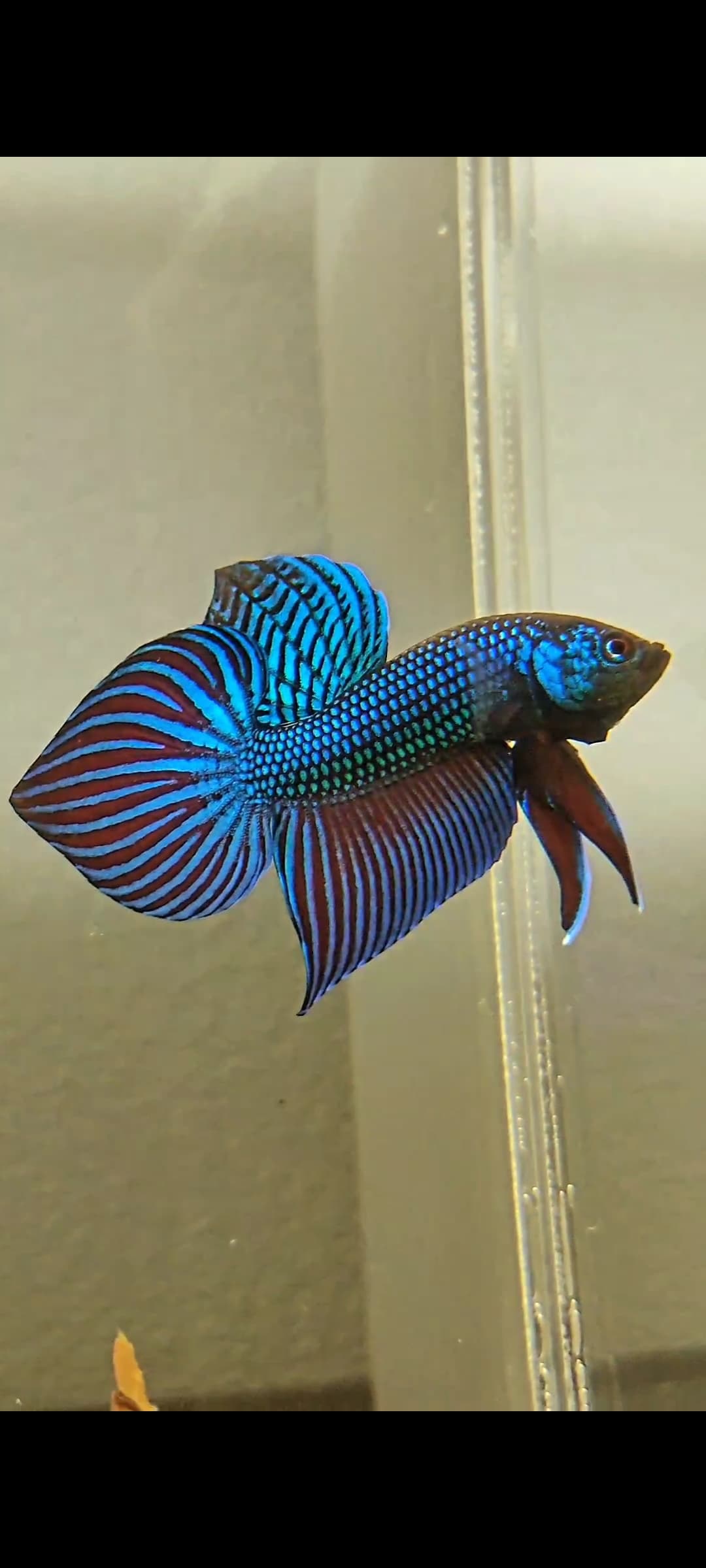 Betta Mahachaiensis Hybrid