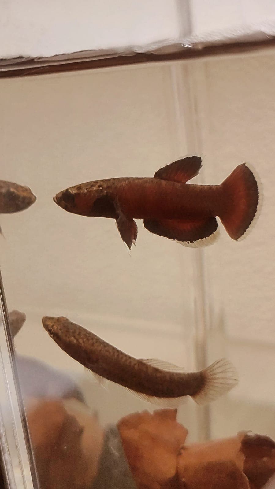 Betta Albimarginata "Sebuku"