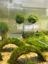 Floating Christmas Moss