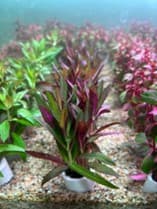 Limnophila Hippuridoides