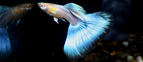 Poecilia Reticulata 'Japan Blue'