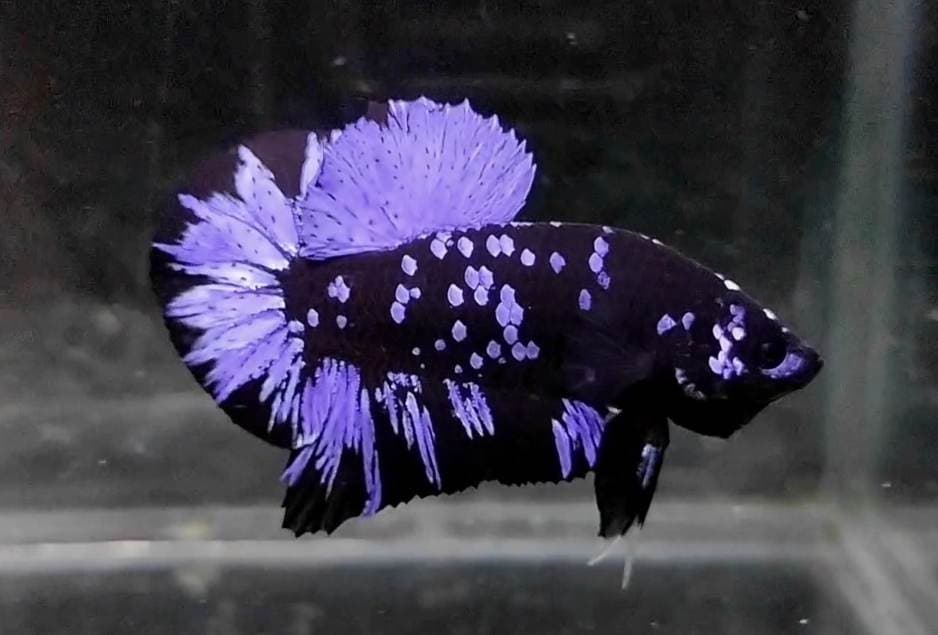 Blue Black Star Galaxy