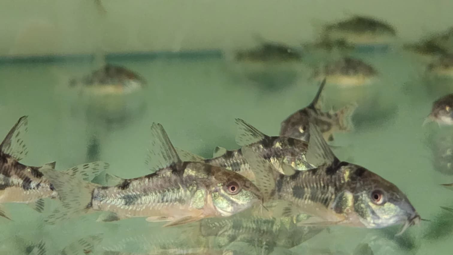 Corydoras peppered 2.5cm x 5pc