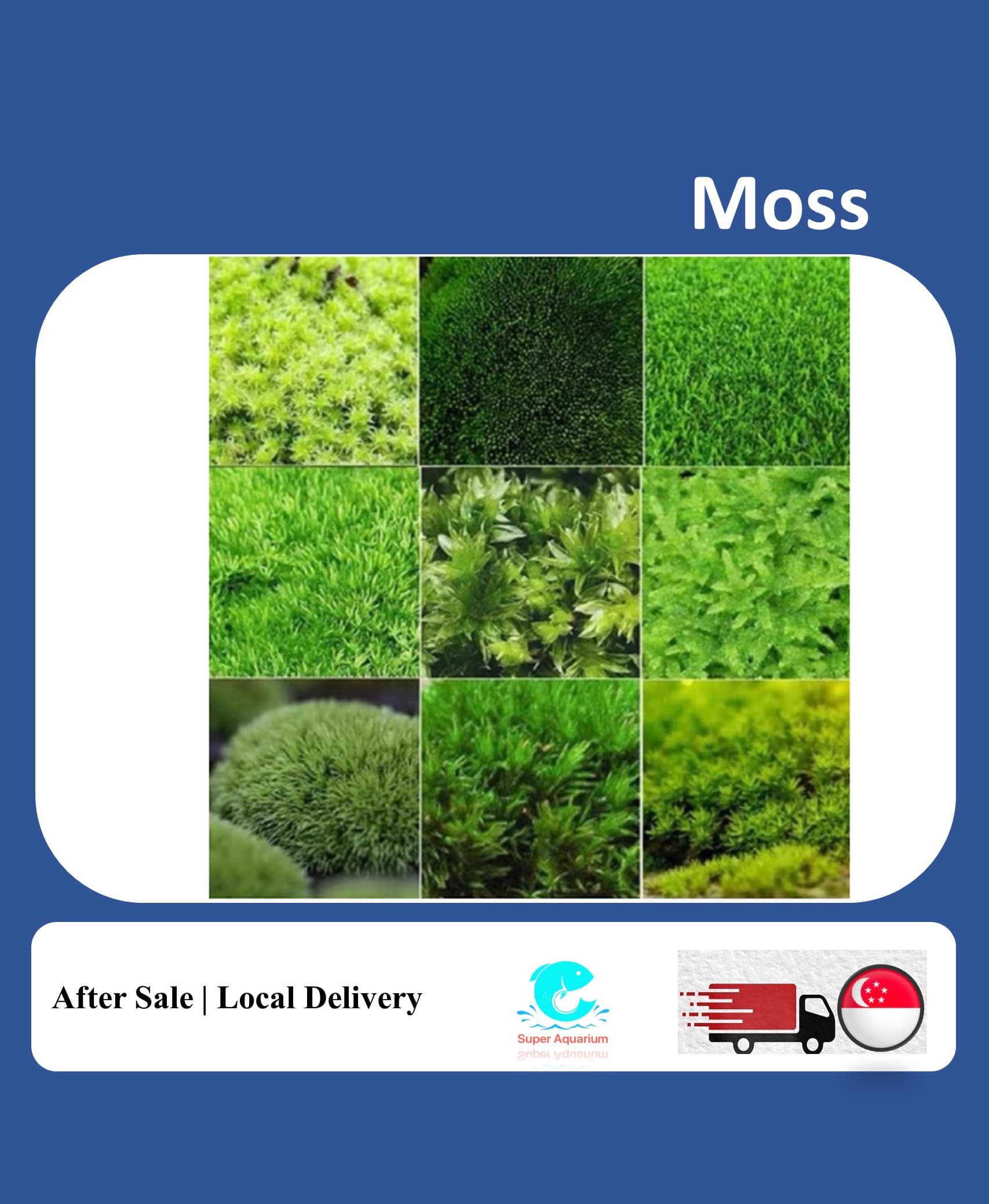 Assorted Live moss for terrarium palladium DIY bottle microscape