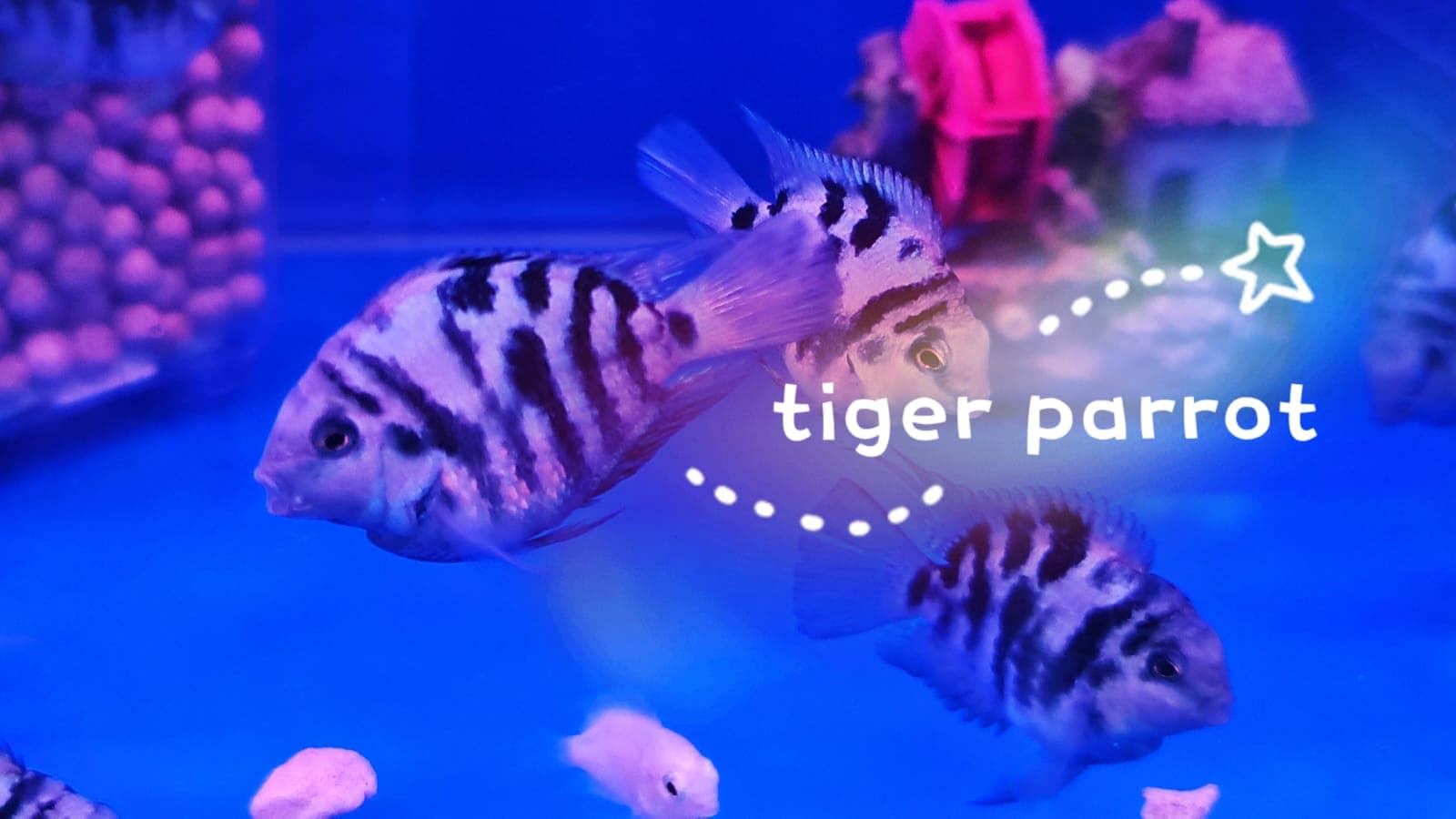 Blue Tiger Parrot Fish