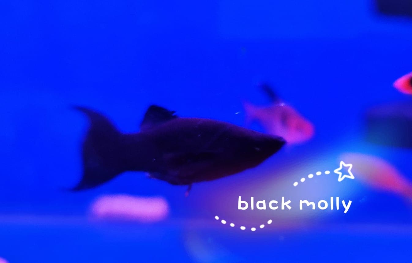 Black Molly Fish