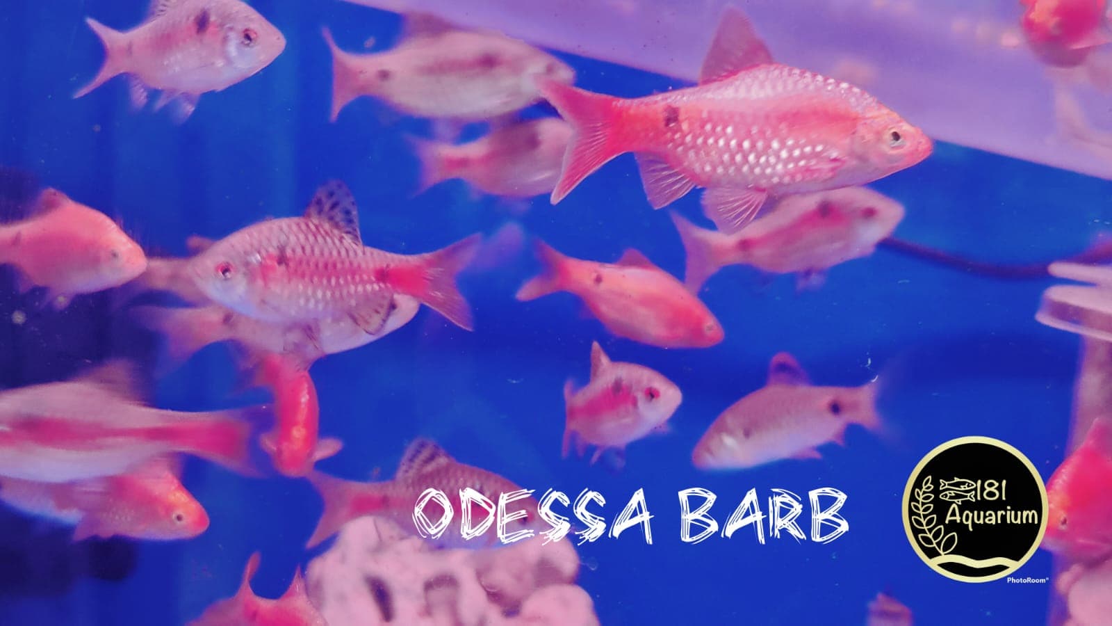 Odessa Barb