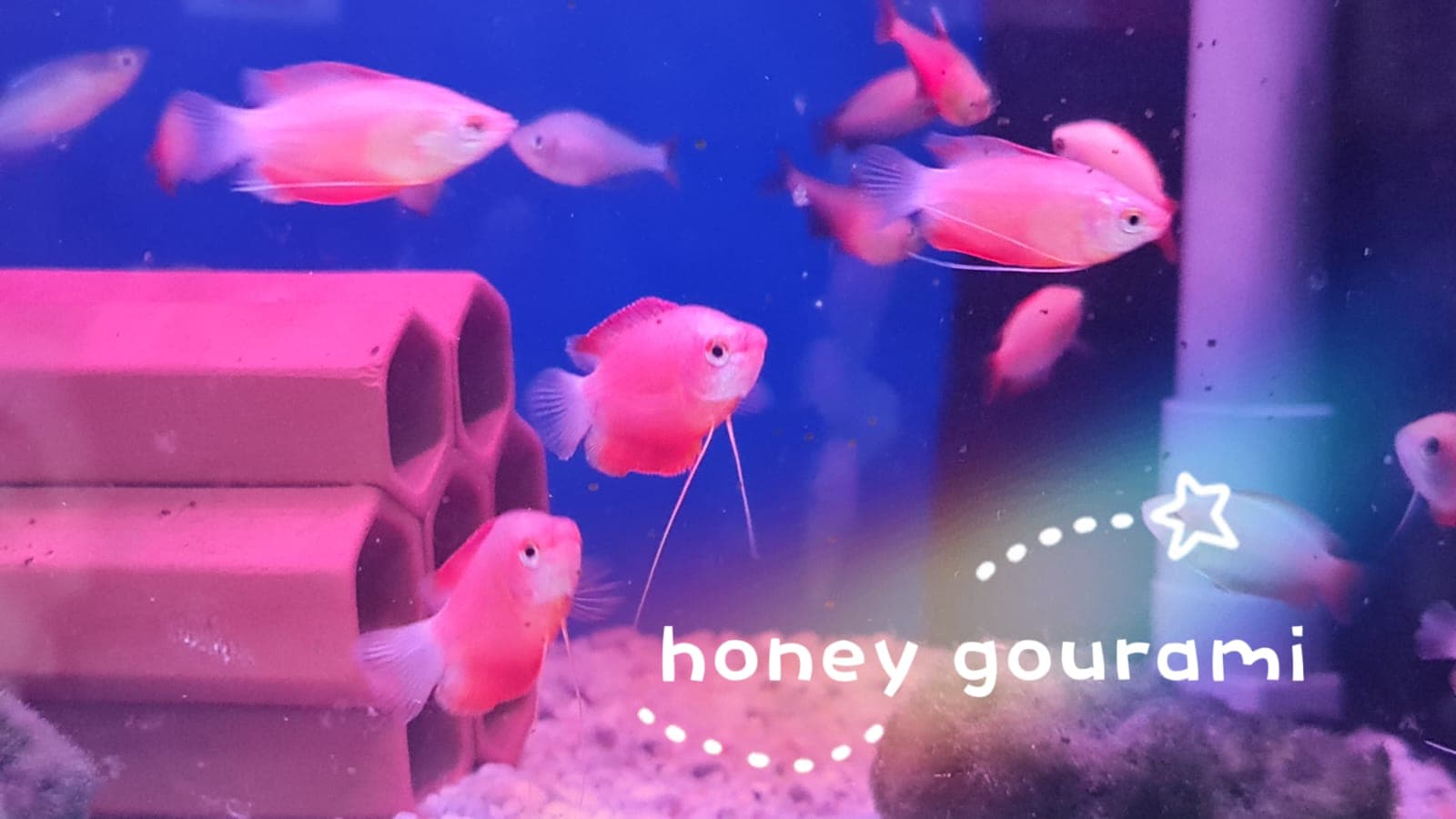Red Honey Gourami
