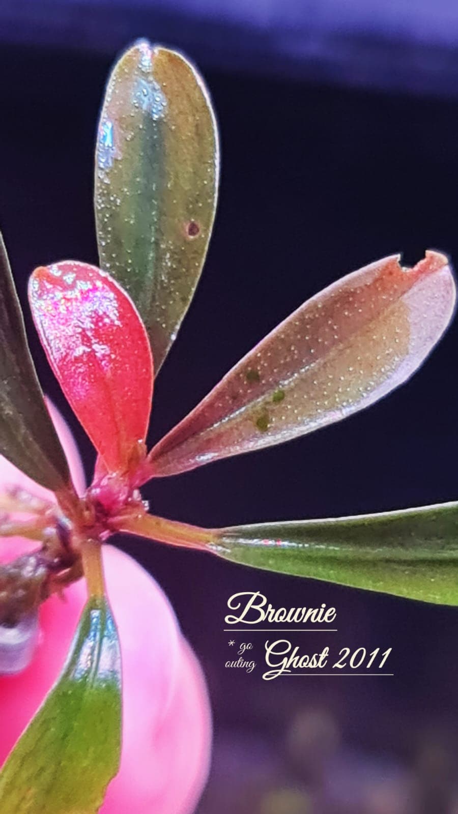 Bucephalandra Brownie Ghost 2011