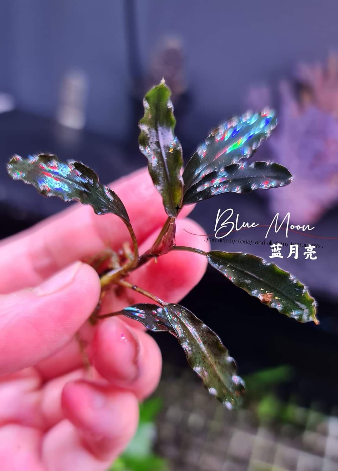 Bucephalandra Blue Moon