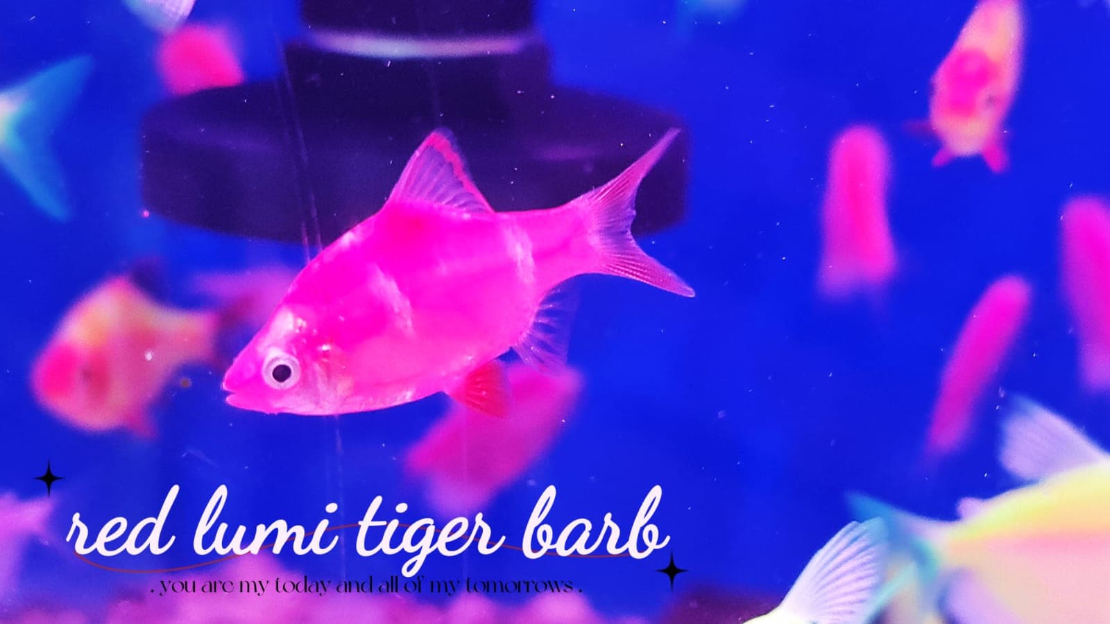 Red Lumi Tiger Barb