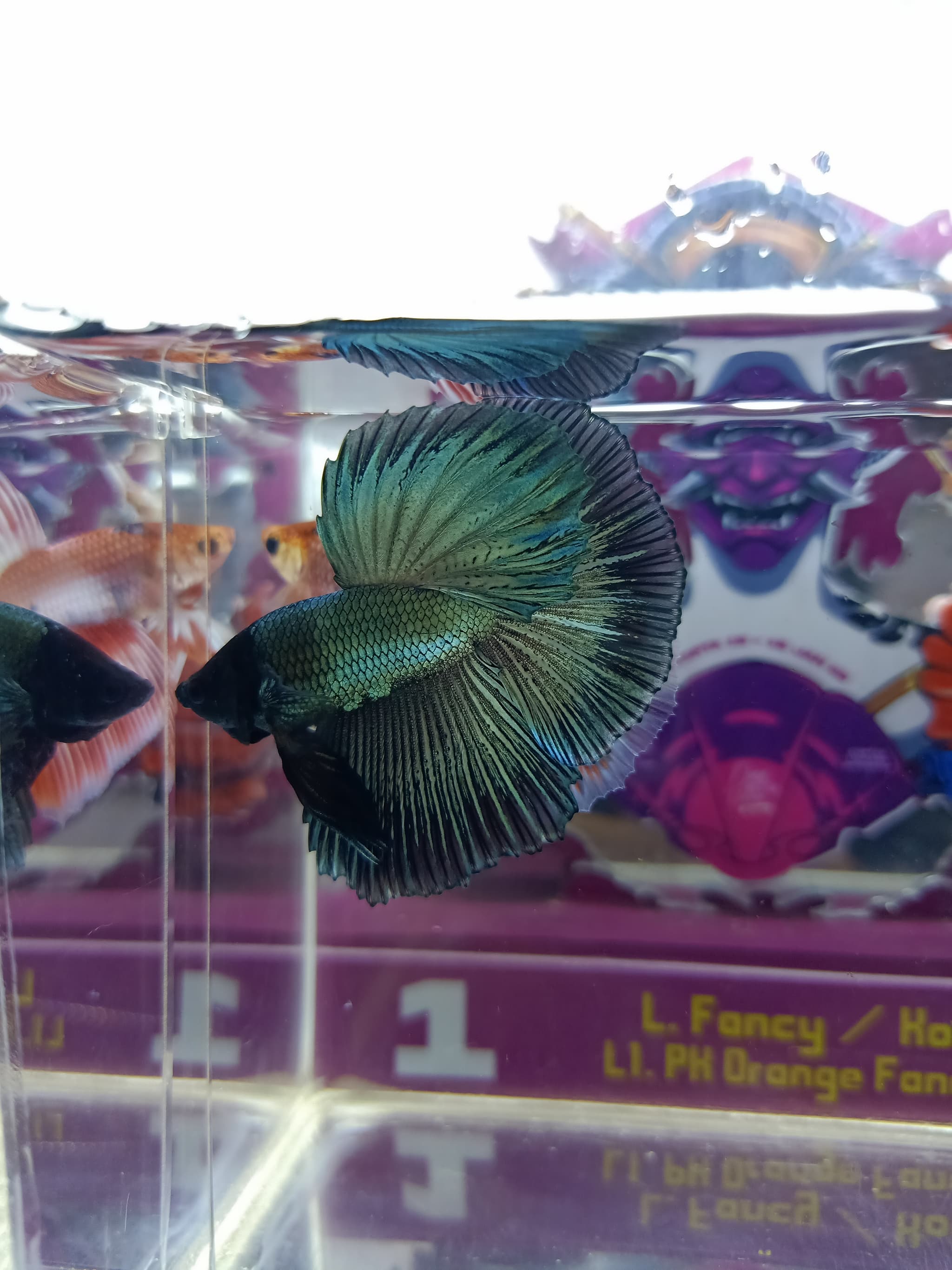 Halfmoon copper black head