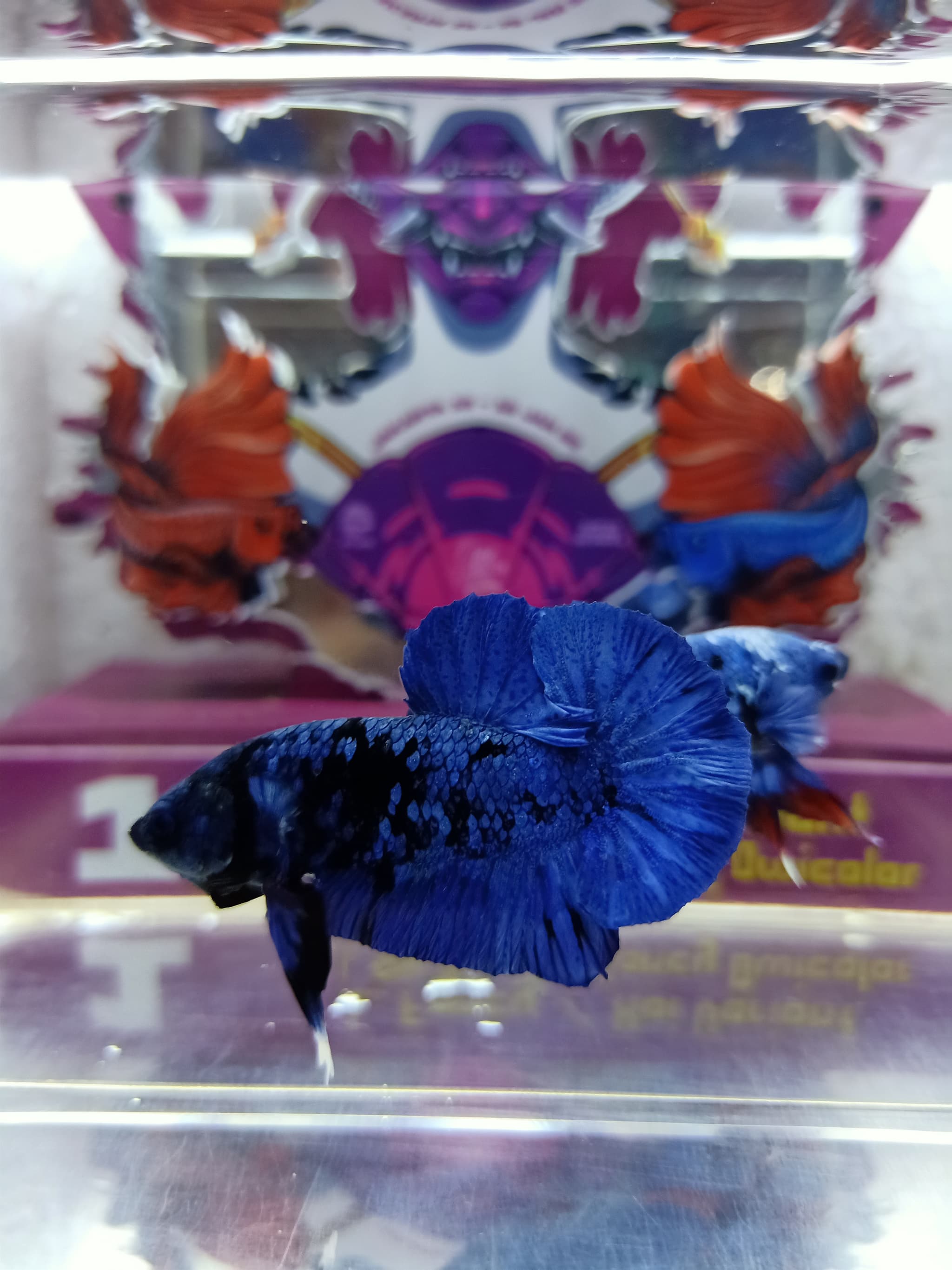 Avatar gordon top grade