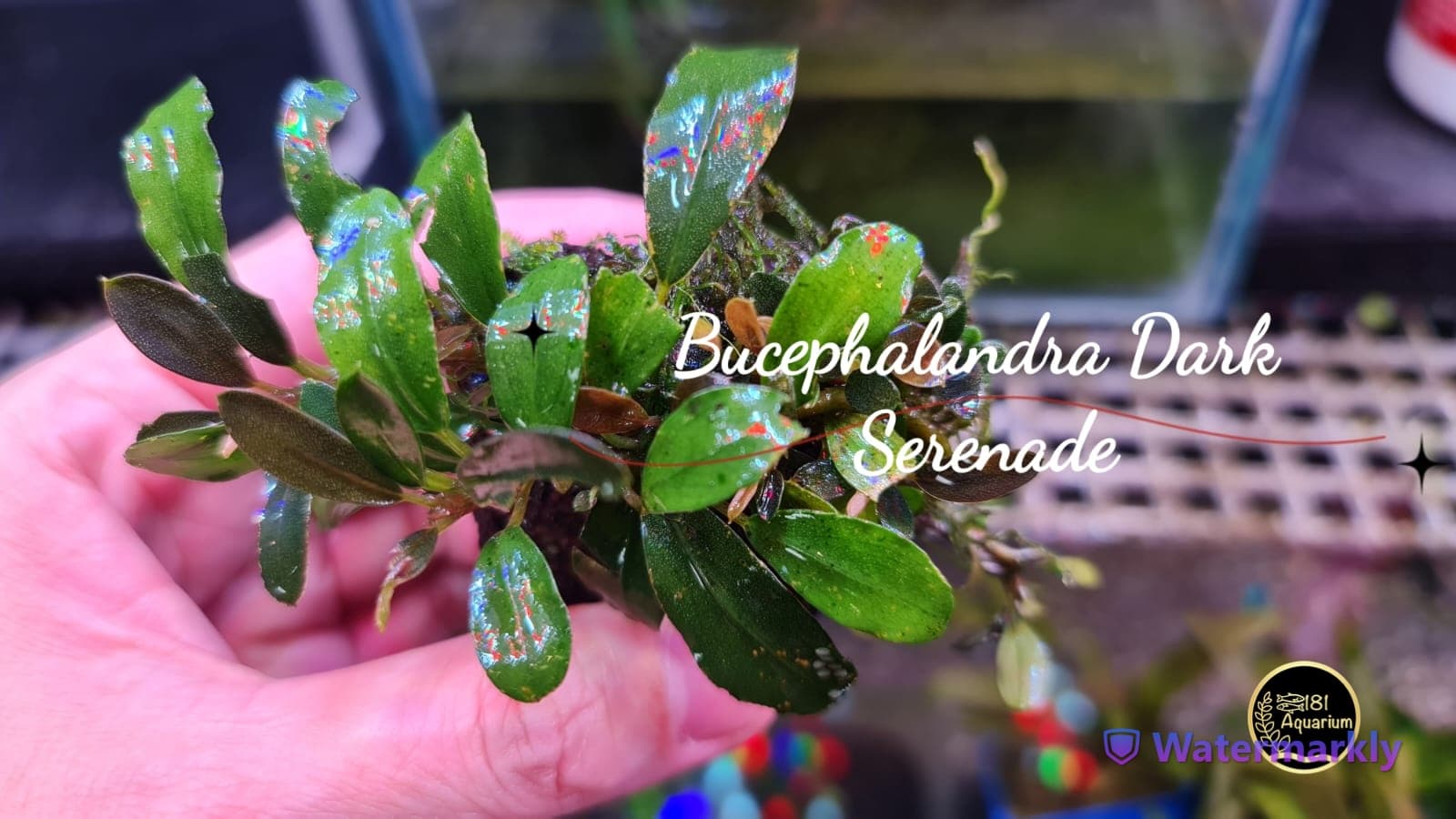 Bucephalandra Dark Serenade (Rhyzome)