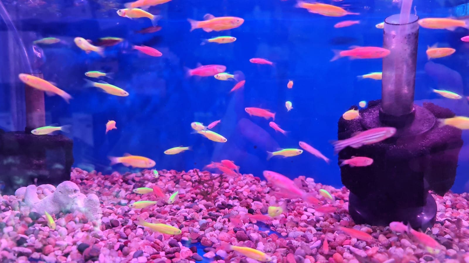 Coloured Glowlight Zebra Danio