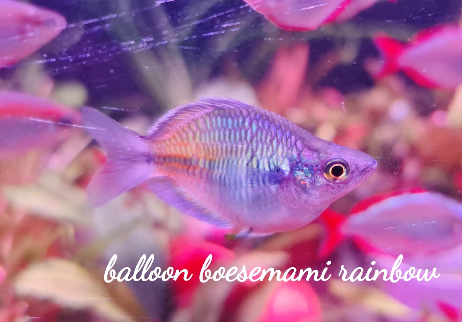 Balloon Boesemani Rainbow
