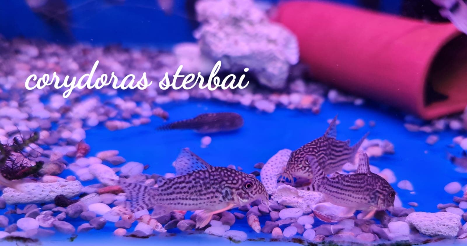 Corydoras Sterbai