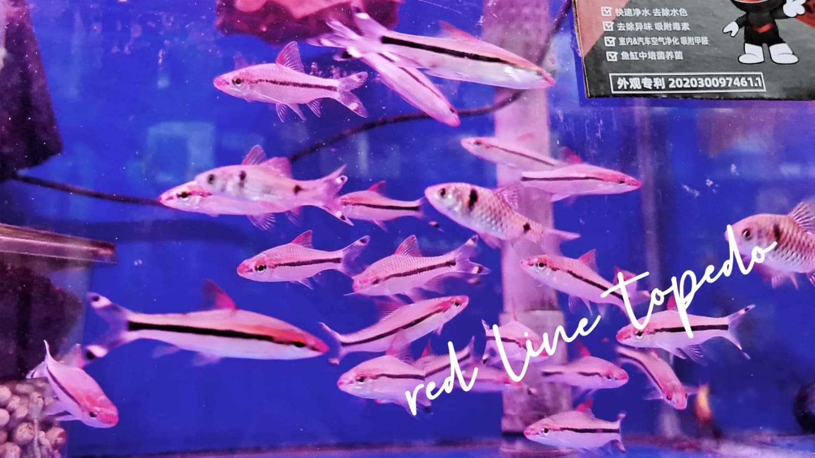 Red Line Torpedo Barb