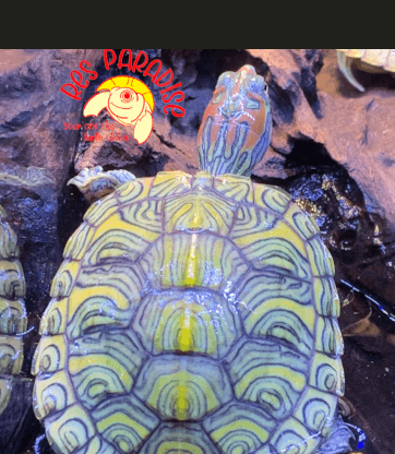 Peacock Pastel Red Eared Slider Turtle