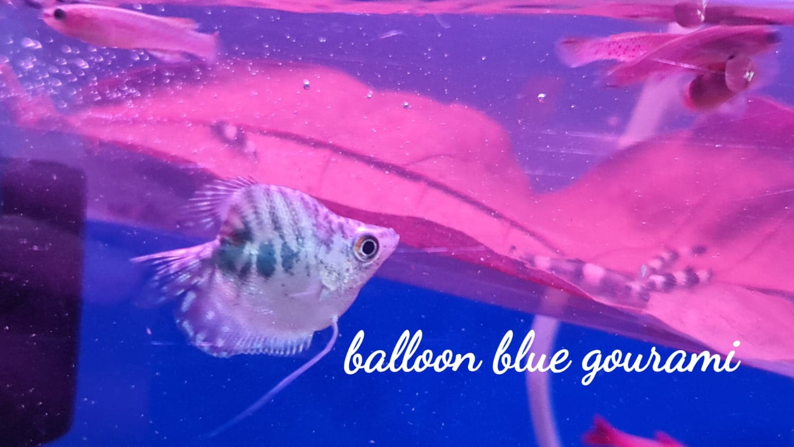 Balloon Marble Gourami