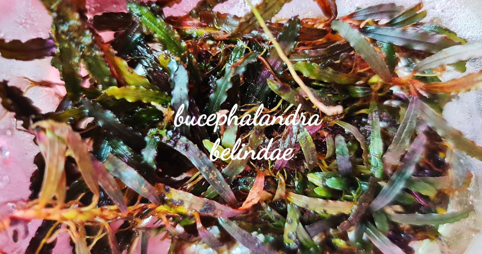 Bucephalandra Belindae