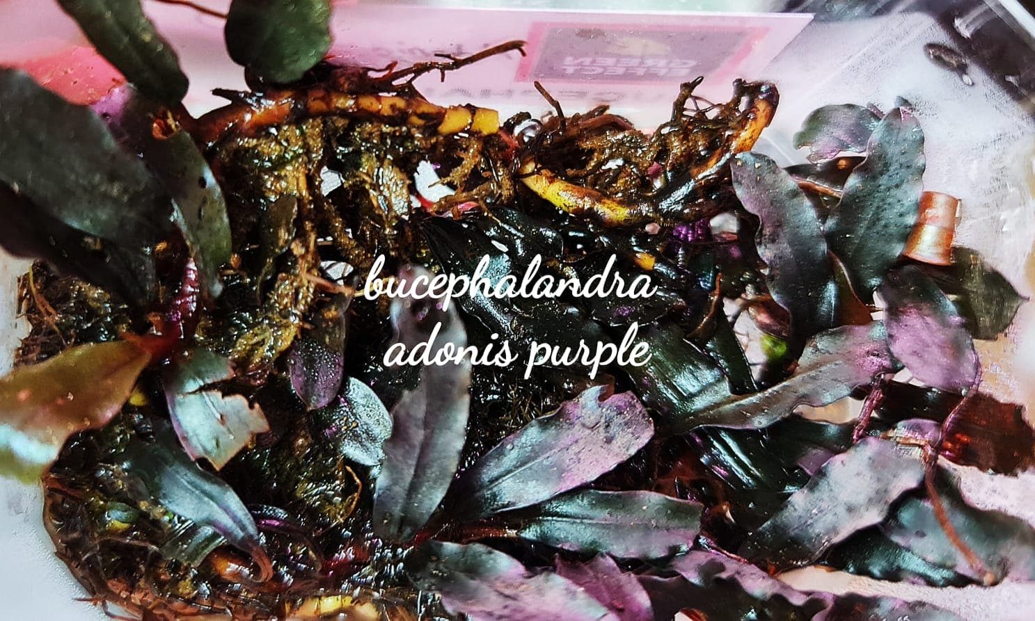 Bucephalandra Adonis Purple