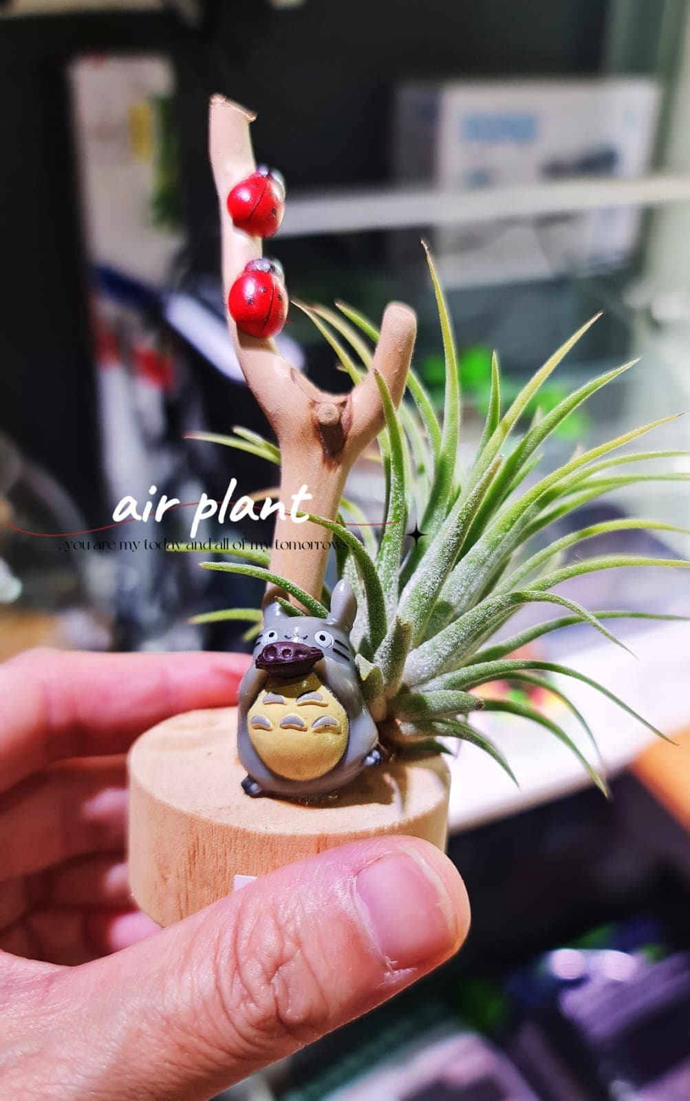 Air Plants on Ornaments