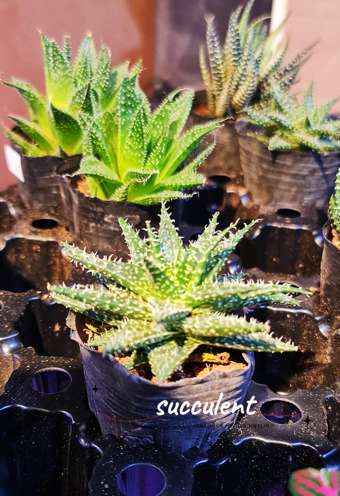 Succulent