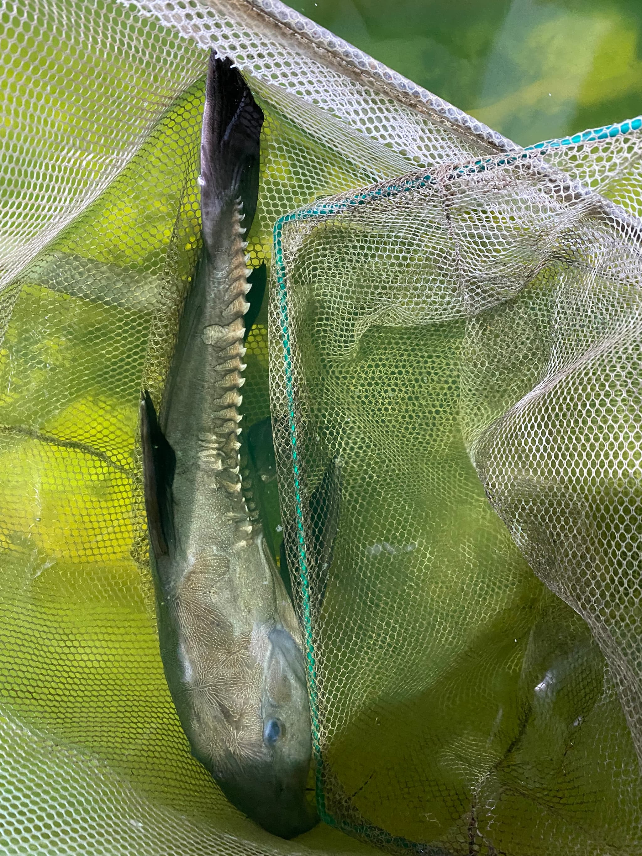 Niger catfish (between 14-15 inch)