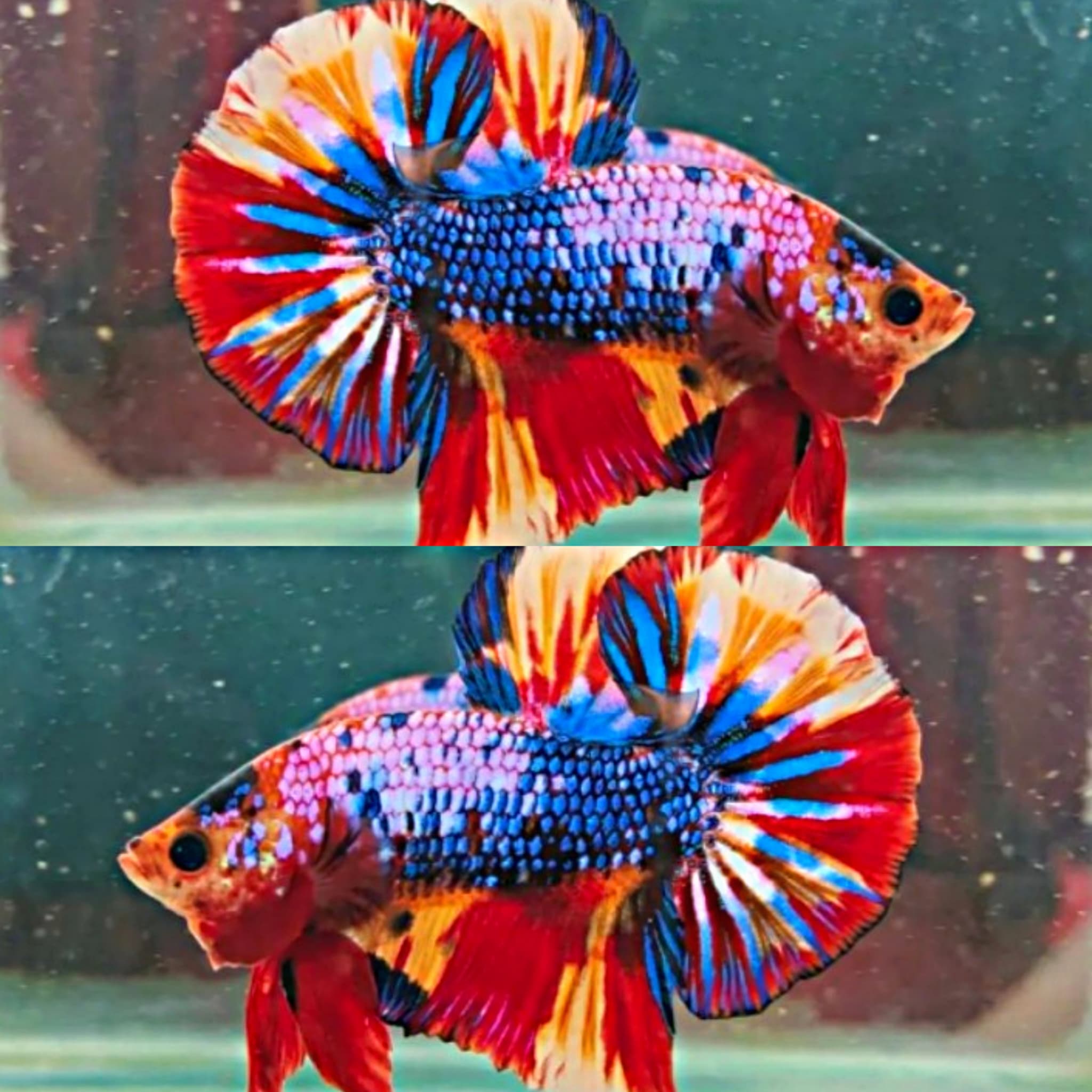 Over tail Nemo fire.