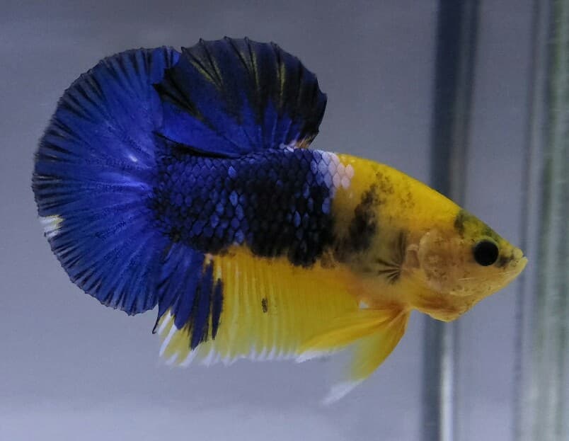 HELBOY YELOW BLUE TAIL
