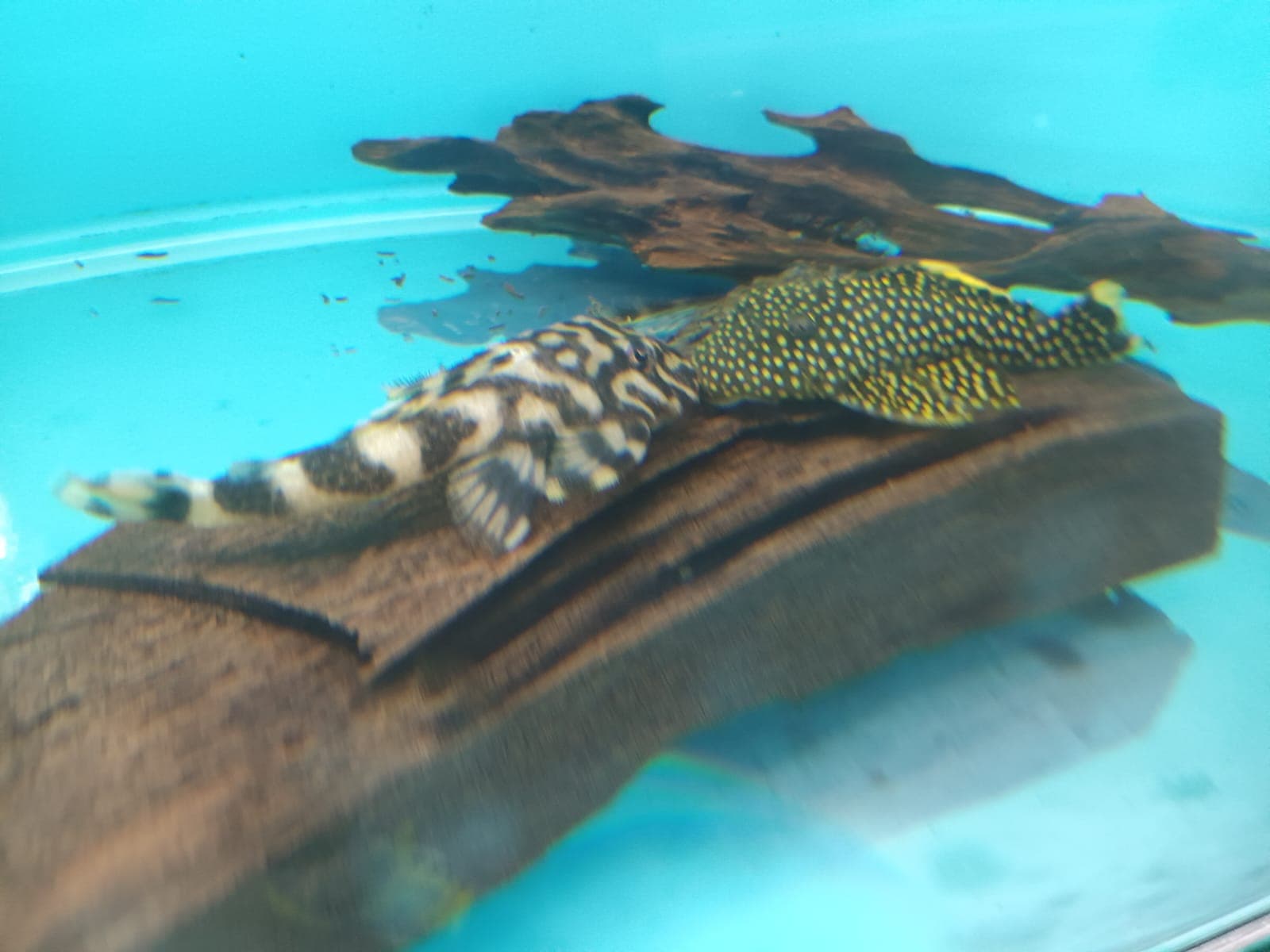 SF-3601 L-168 Peckoltia Pucher