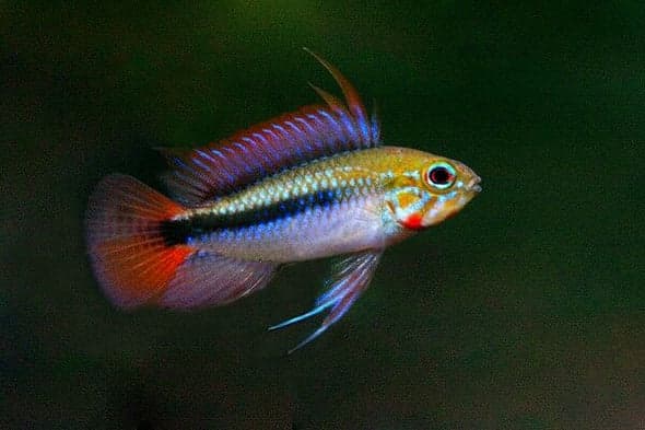 Apistogramma Erythura