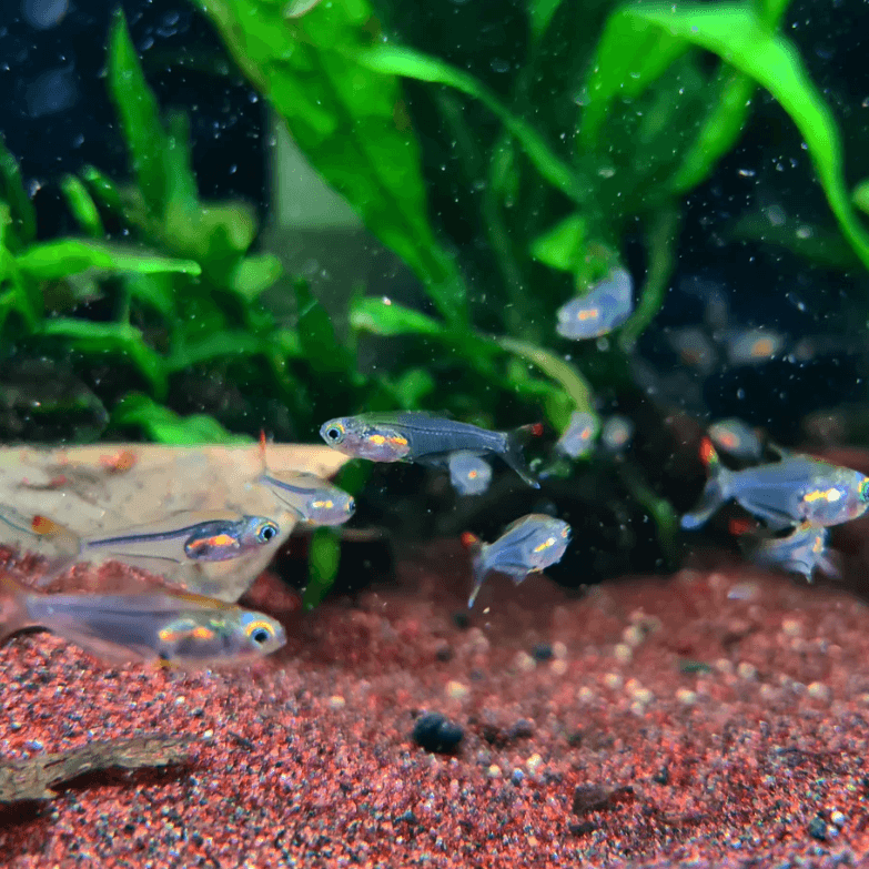 Trochilocharax Ornatus