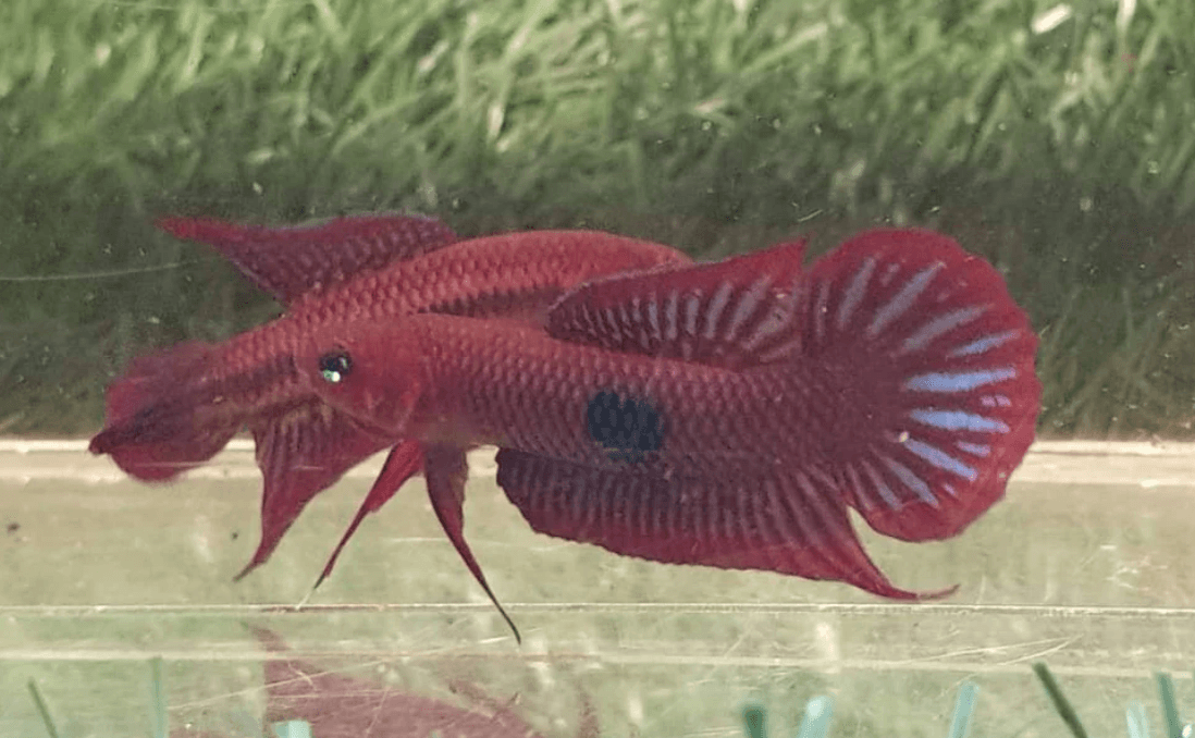 Betta Uberis