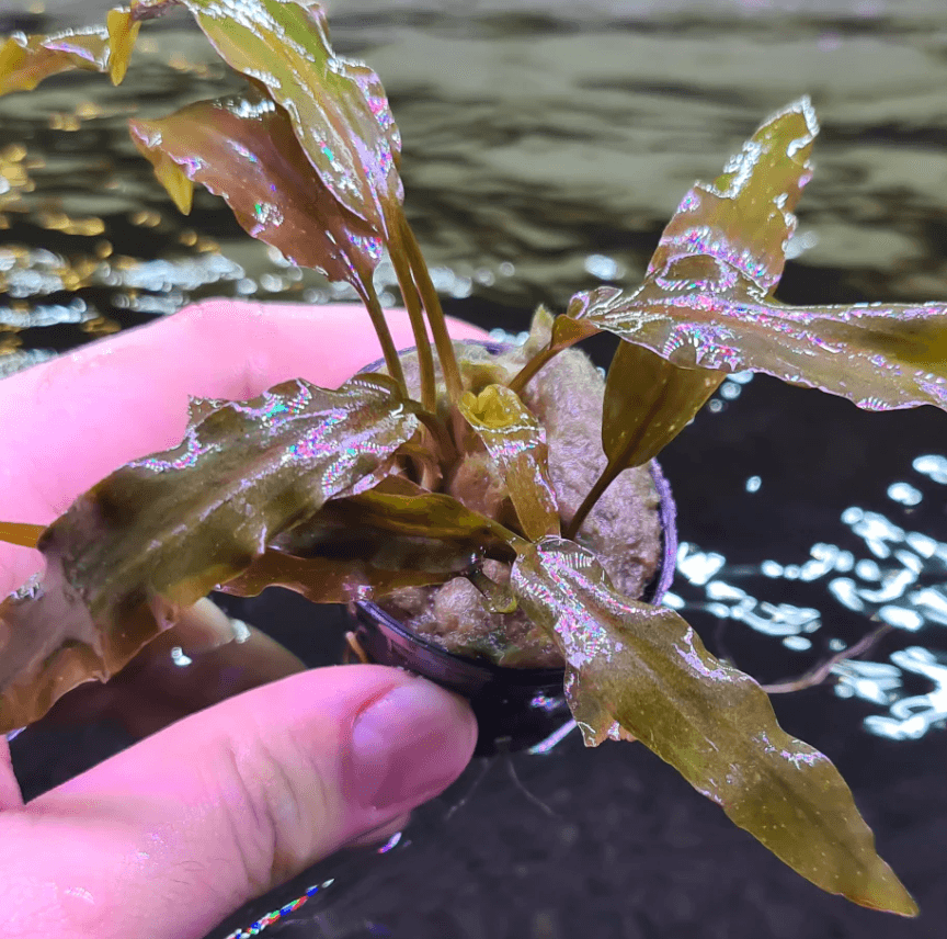 Cryptocoryne Wendtii var. Brown Indo