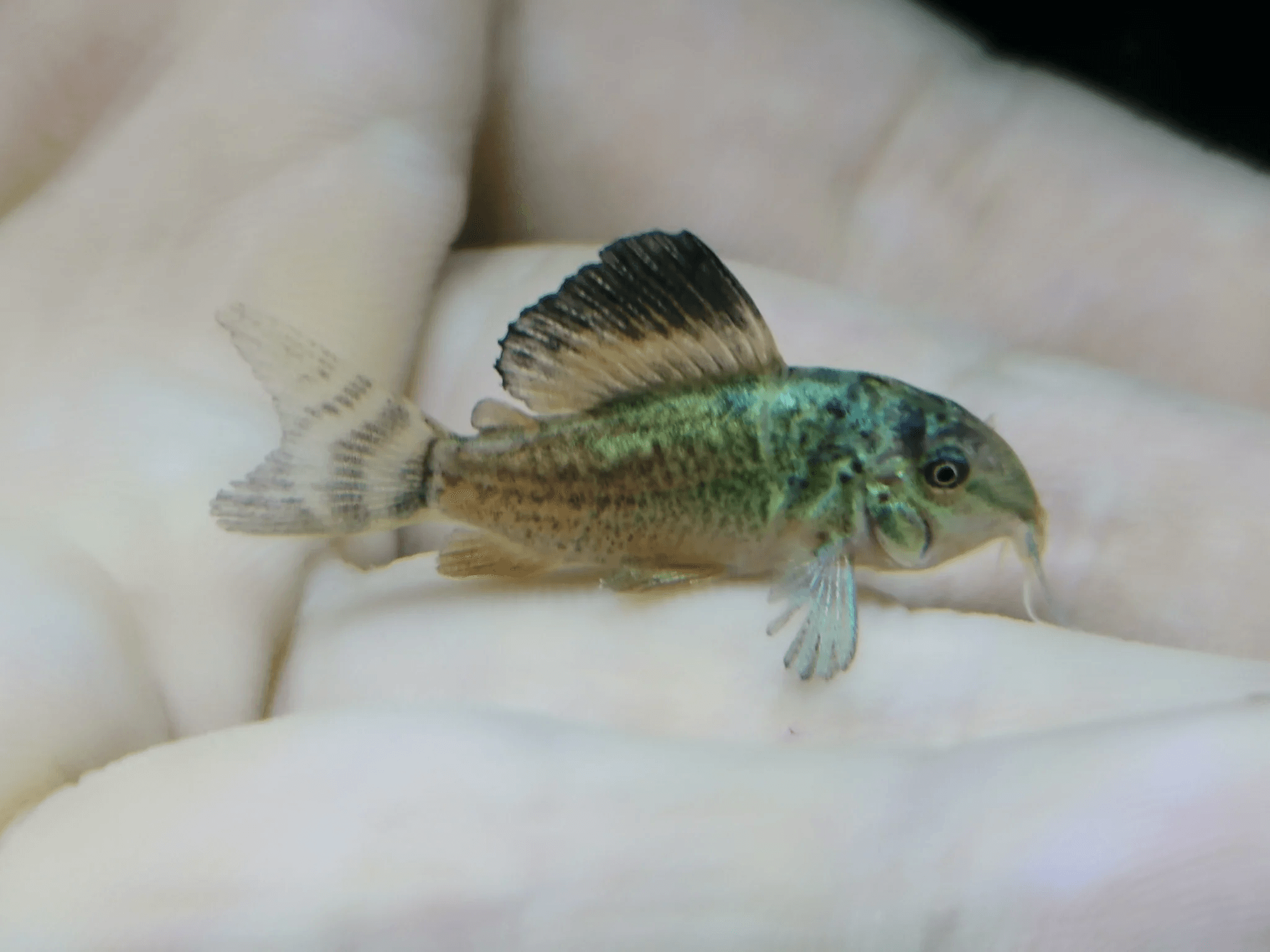 Corydoras Emerald Green 2.5-3cm