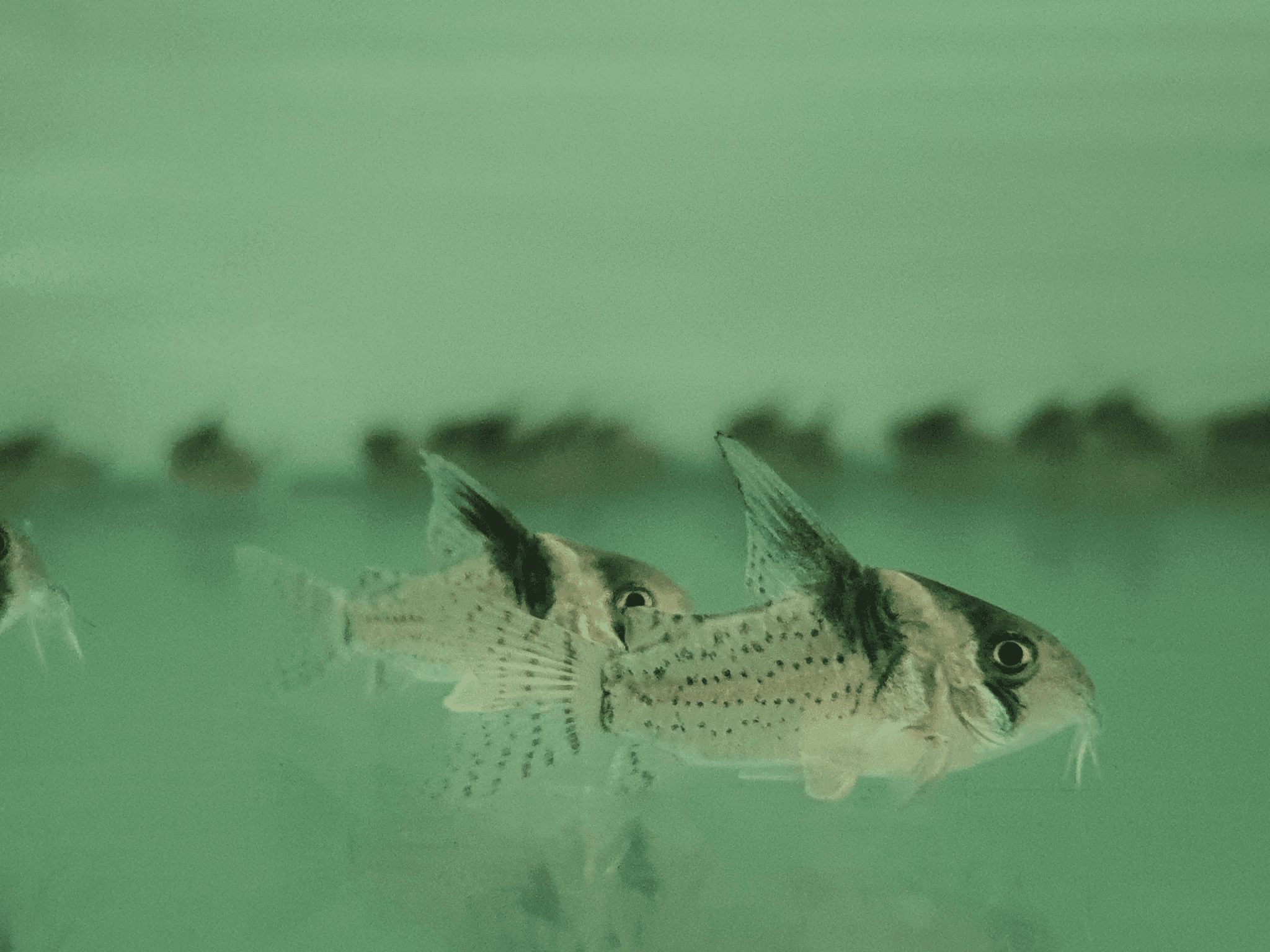 Corydoras woltroi 3-4cm