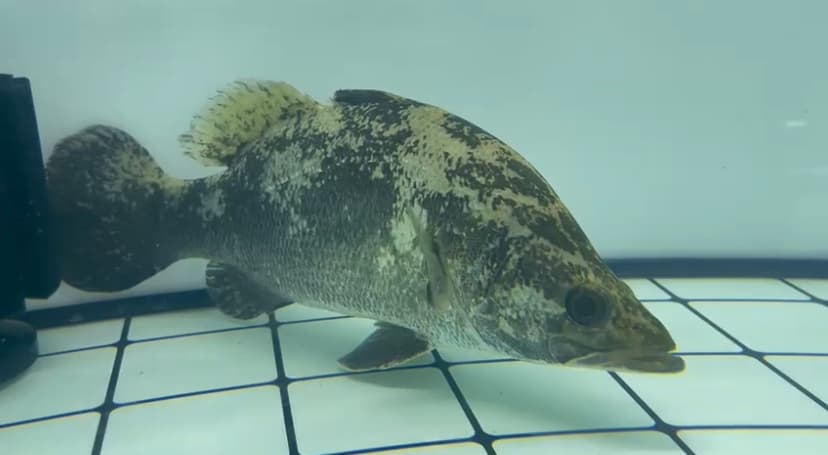 Royal congo perch (12-13 inch)