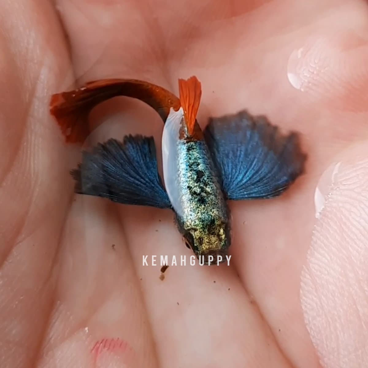Guppy PRTDE (Platinum Red Tail Dumbo Ear)