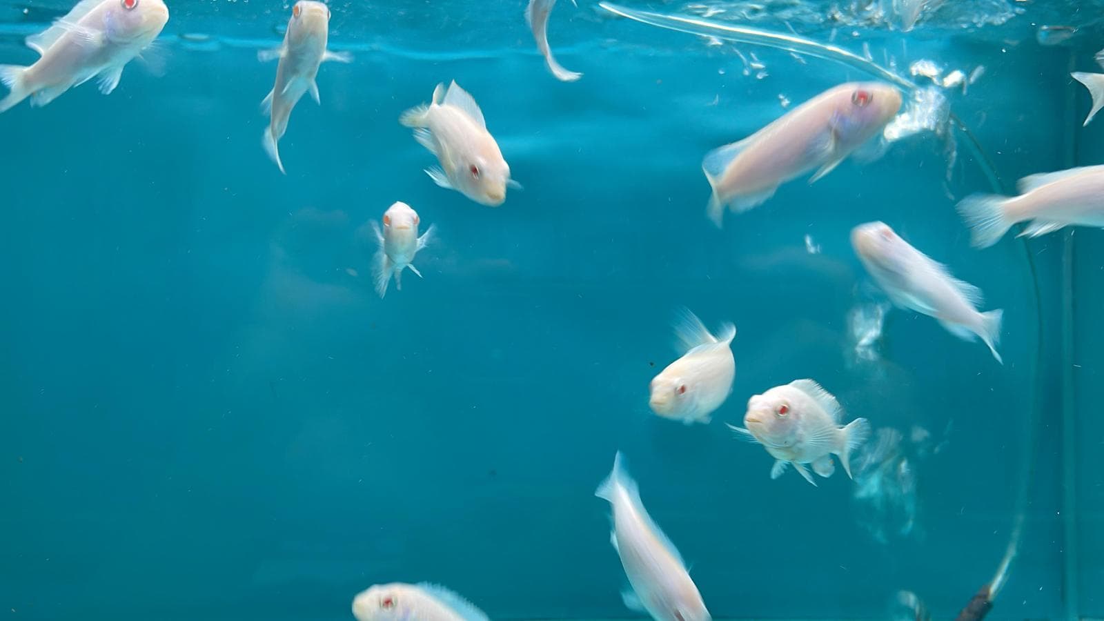 Assorted Cichlid (CC3062)