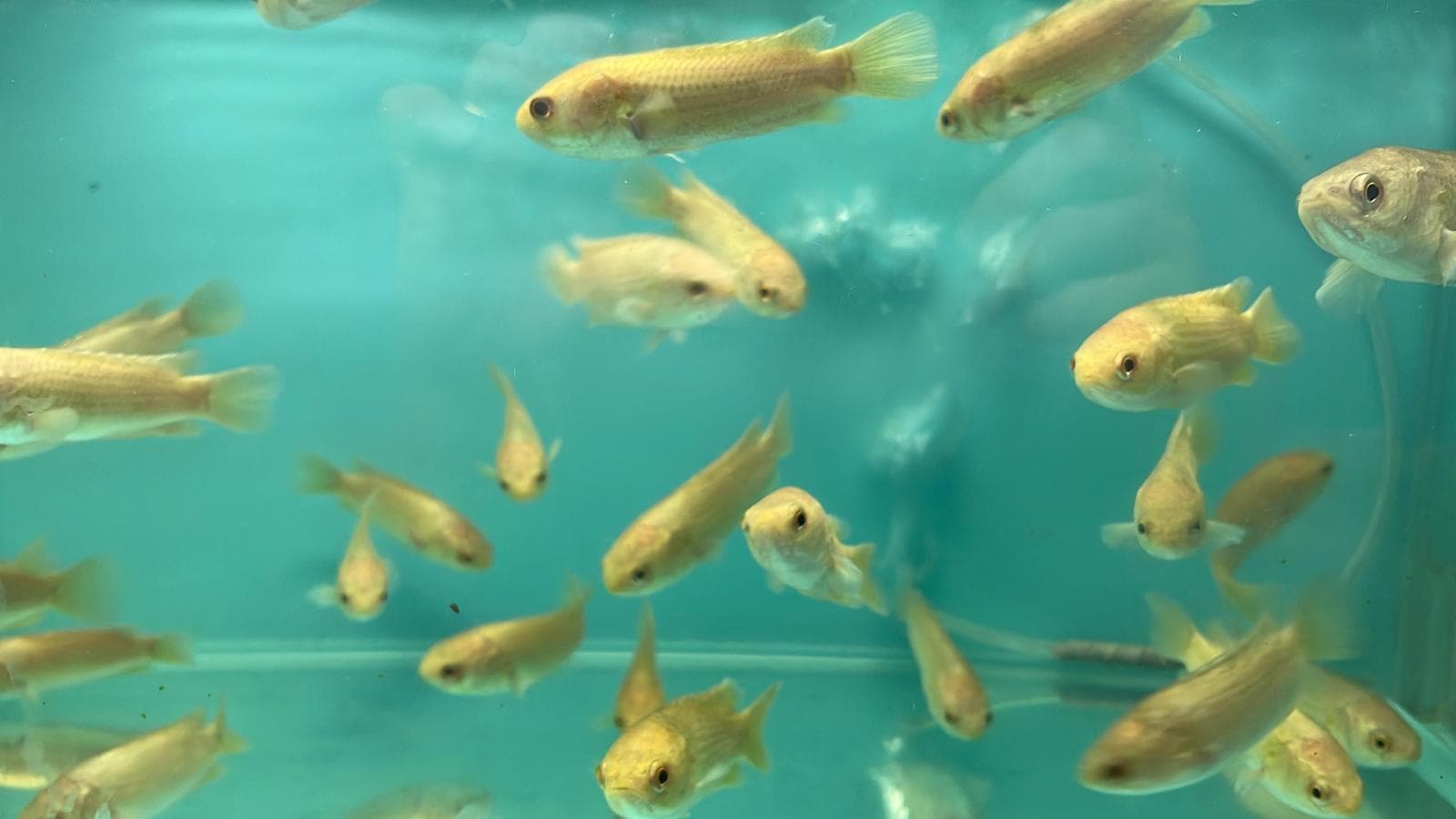 Climbing Perch (cc-3360)