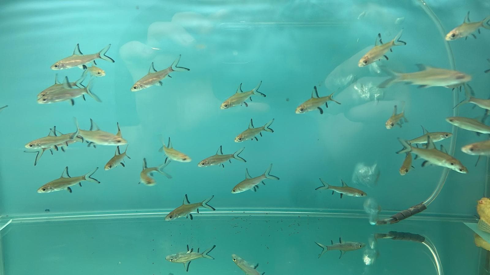 Silver Shark (SH0123)