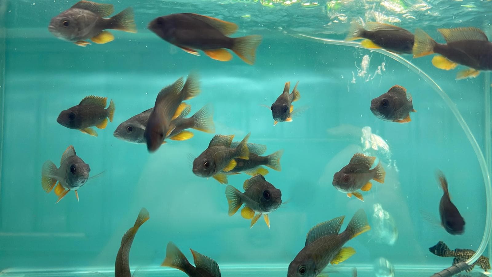 Assorted Peacock (CC6102)