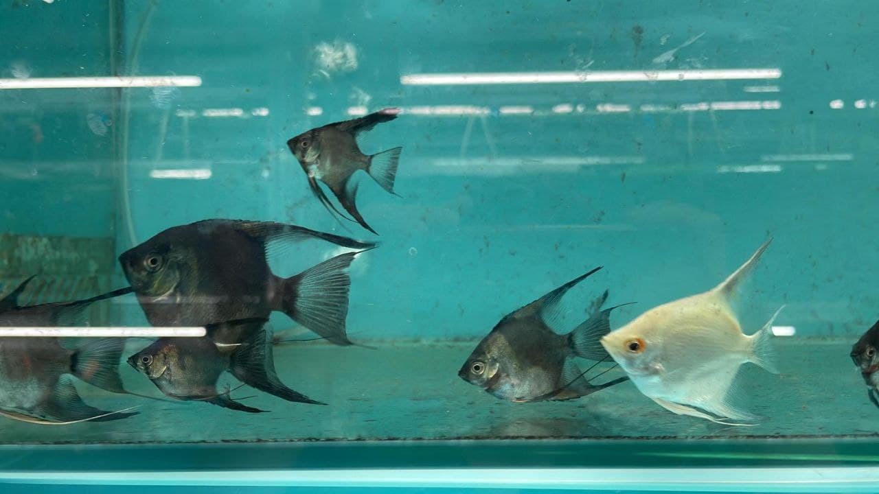 Blue Clown Angel(AA0015)