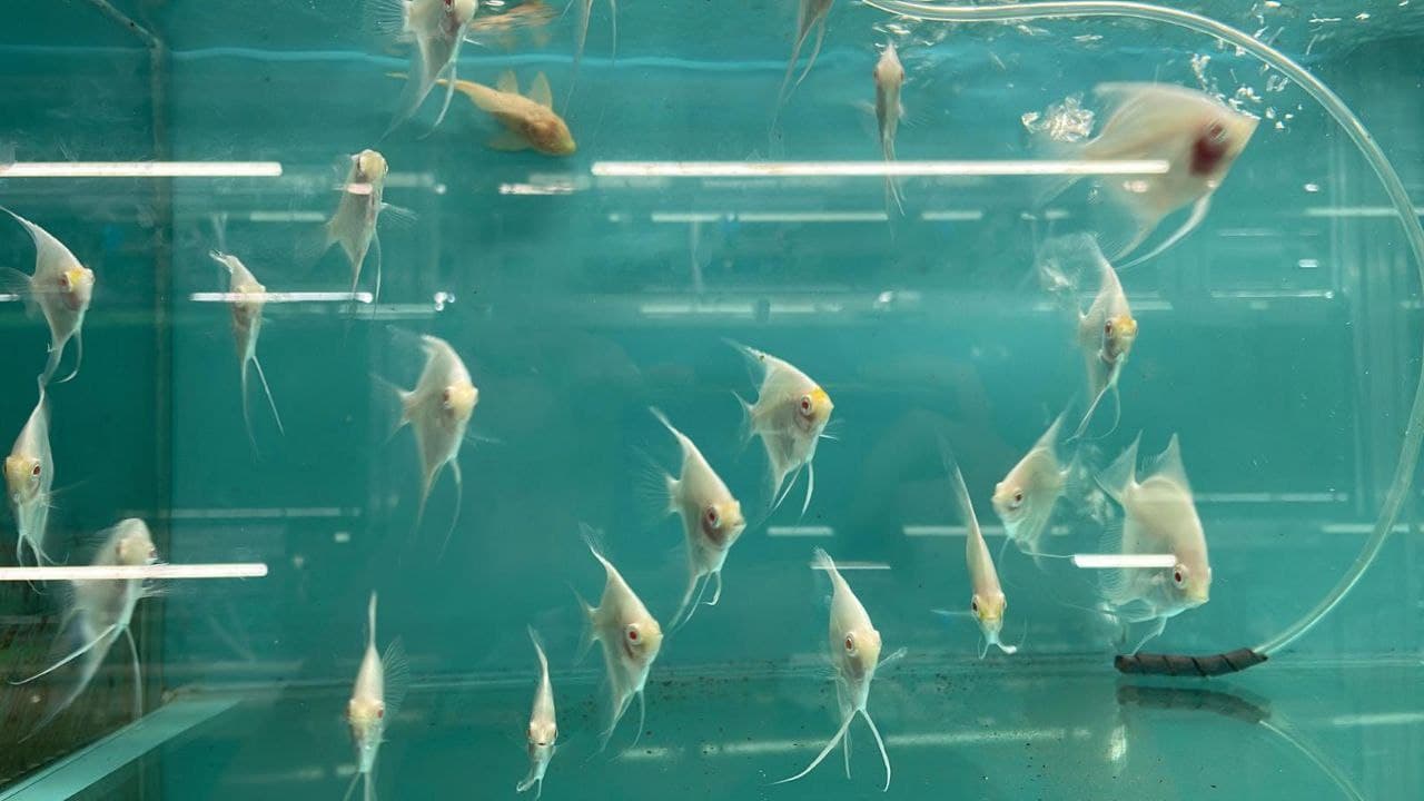 Ghost Angel (QAA0176)