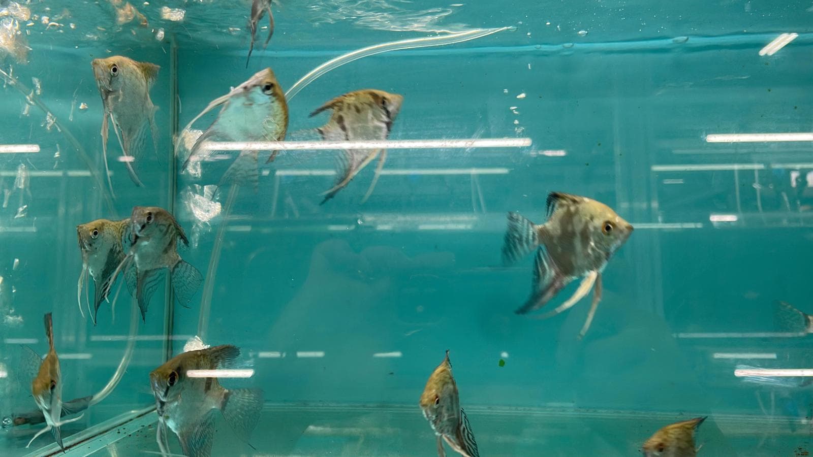 Leopard Angel(AA0492)