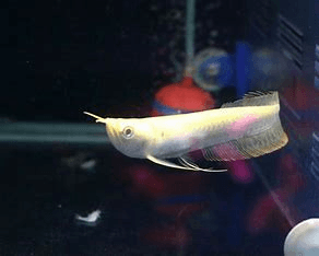 Albino Silver arowana 10 - 12cm