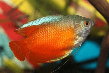 Blood Red Dwarf Gourami 3cm