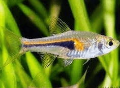 Hengeli Rasbora 2cm